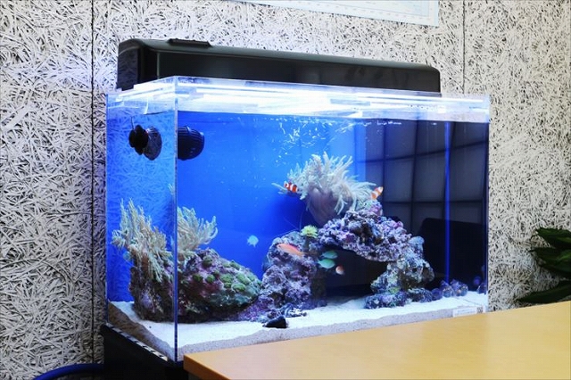 60センチ 水槽 アクアリウム 海水魚 - 魚用品/水草