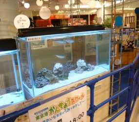 世界の方へ！東京に住むお魚達が待っています。サムネイル画像