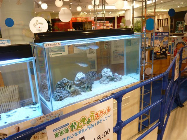 世界の方へ！東京に住むお魚達が待っています。