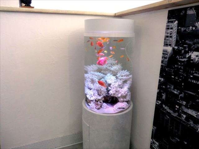 熱帯魚の色彩が映える円柱水槽！