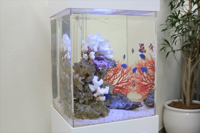 海水魚水槽 30cmキューブ 大阪アクアガーデン