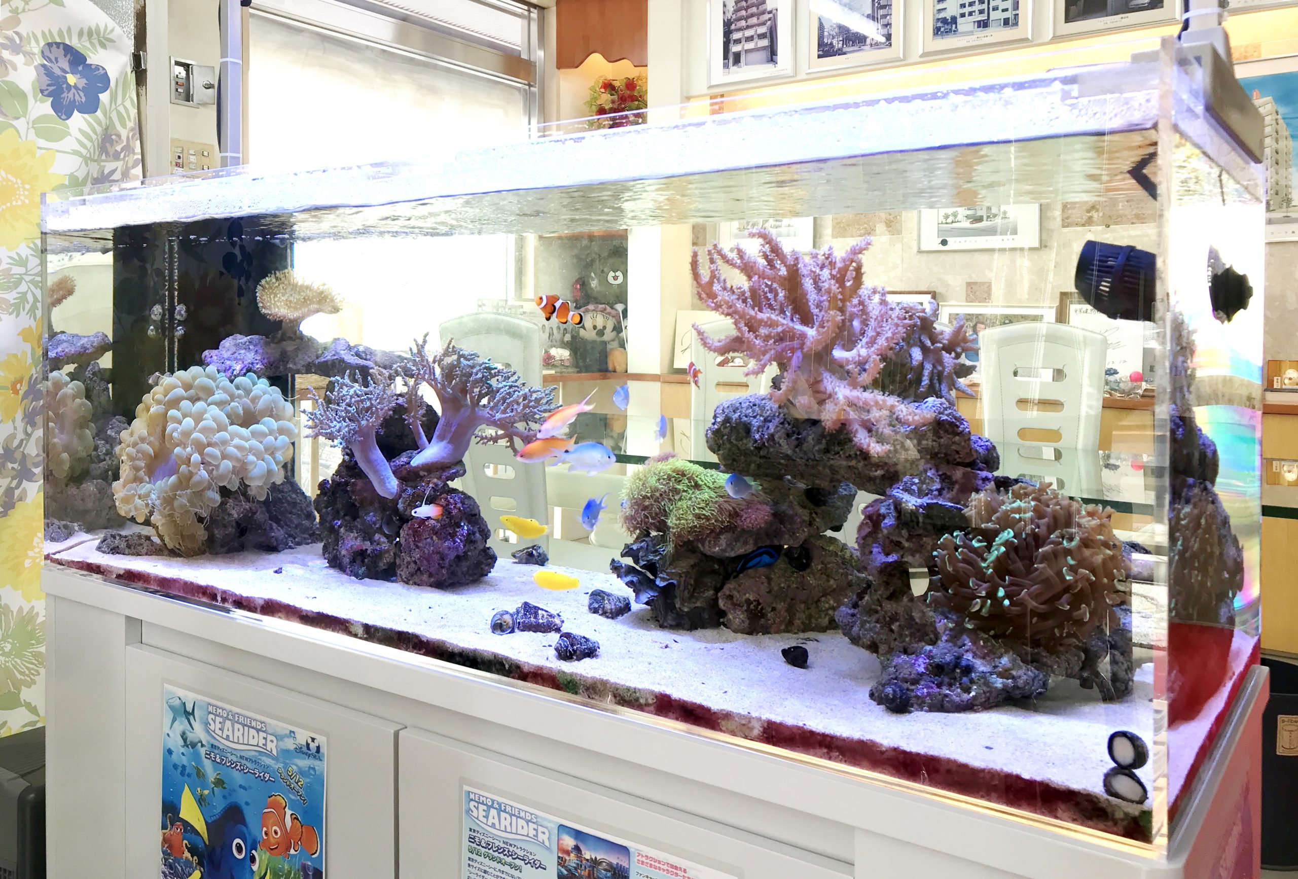 値下げしました！海水魚フルセット - 東京都のパソコン