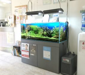 120cm淡水魚水槽　神戸市　歯科クリニックサムネイル画像