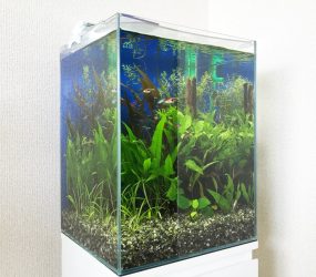 コンパクトな淡水魚水槽　大阪市　ご自宅サムネイル画像
