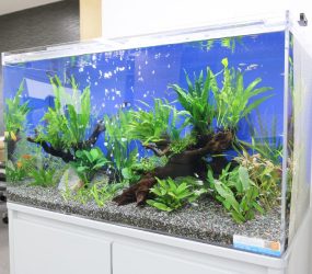 さわやかな90cm淡水魚水槽　大阪市　オフィスサムネイル画像