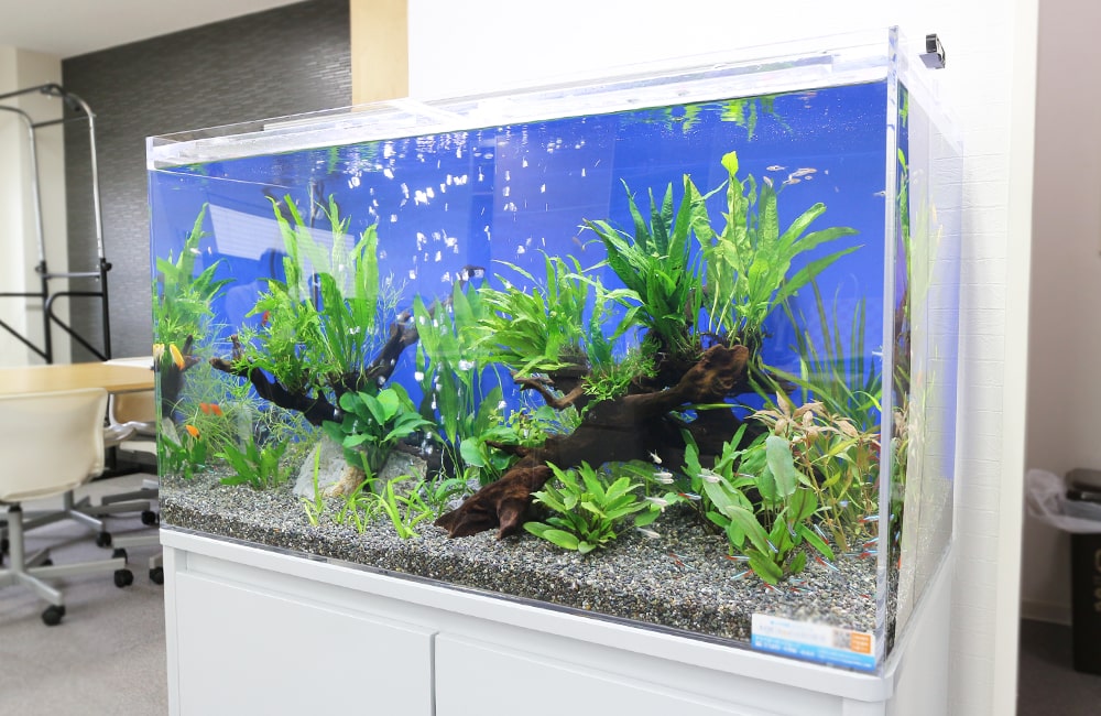 さわやかな90cm淡水魚水槽　大阪市　オフィス