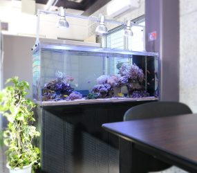 120cm海水魚水槽　サンゴ　オフィスサムネイル画像