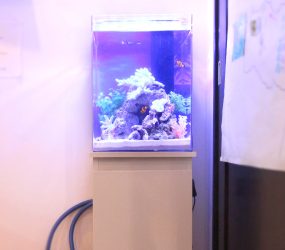30cm海水魚水槽 ご自宅に設置 小さな海を楽しむ水槽レンタルサムネイル画像