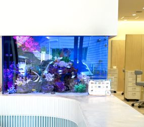 吹田市 新規開院クリニックに設置 85cm海水魚水槽サムネイル画像