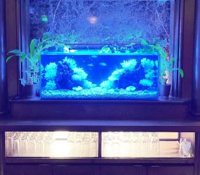 大阪市 90cm淡水魚水槽 飲食店きららシャンテ様 幻想的なシクリッド水槽サムネイル画像
