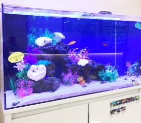 茨木市 明るくきれいな薬局に設置 90cm海水魚水槽レンタル事例サムネイル画像