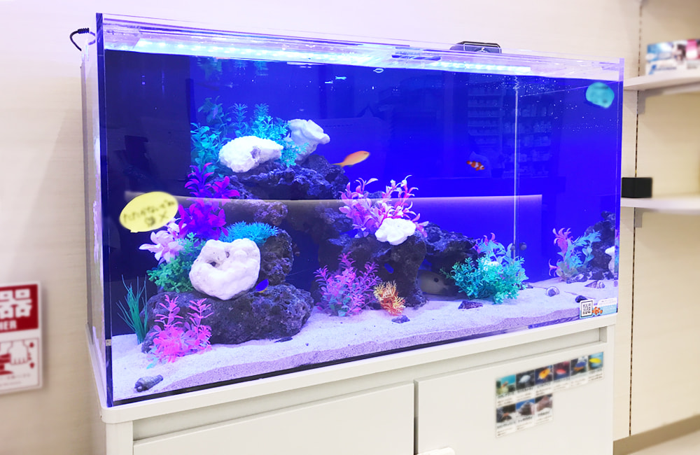 茨木市 明るくきれいな薬局に設置 90cm海水魚水槽レンタル事例｜大阪 