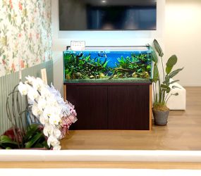 大阪市 クリニックの待合室を彩る 120cm淡水魚水槽レンタルサムネイル画像