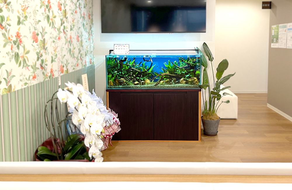 大阪市 クリニックの待合室を彩る 120cm淡水魚水槽レンタル