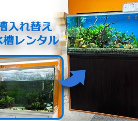 大阪市　企業様の水槽をリニューアル！緑豊かな90cm淡水魚水槽　レンタル事例サムネイル画像
