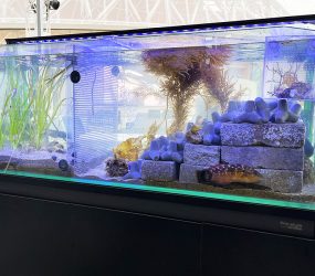 大阪・関西万博会場の120cm水槽！関西エアポート株式会社様に短期レンタル！サムネイル画像