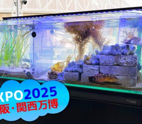 大阪・関西万博会場の120cm水槽！関西エアポート株式会社様に短期レンタル！サムネイル画像
