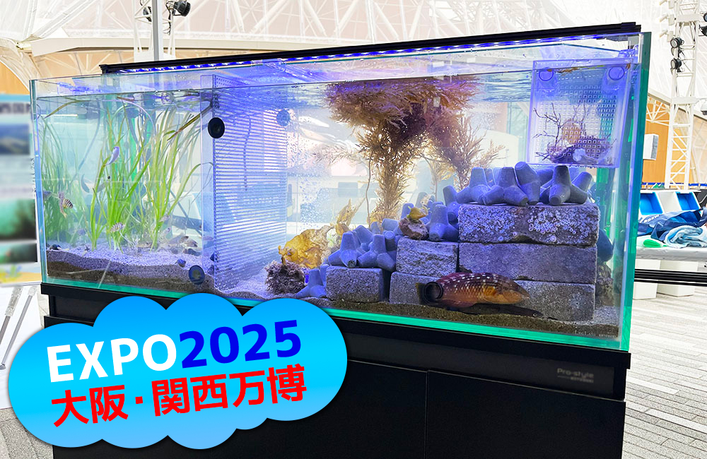 大阪・関西万博会場の120cm水槽！関西エアポート株式会社様に短期レンタル！