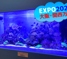 大阪・関西万博会場の1.6mサンゴ水槽！モーリシャスパビリオン様に設置しました。サムネイル画像