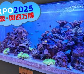 大阪・関西万博　モーリシャスパビリオン様の1.6mサンゴ水槽！その後の様子サムネイル画像