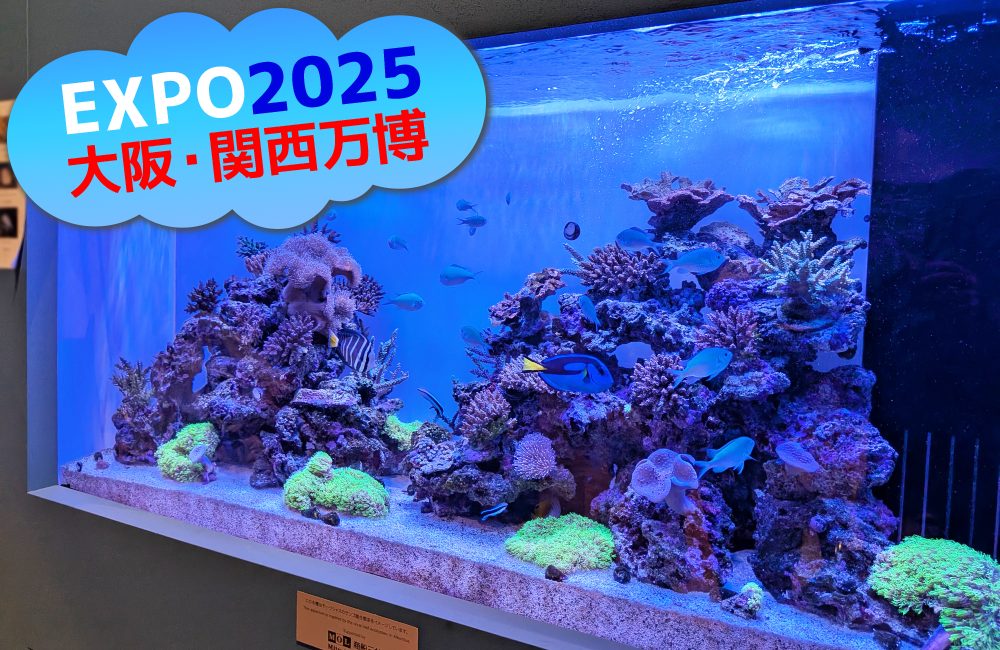 大阪・関西万博　モーリシャスパビリオン様の1.6mサンゴ水槽！その後の様子