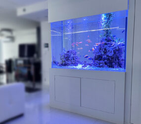 大阪市・個人宅様　リビングを彩る148cm大型シクリッド水槽！販売・定期メンテナンス事例サムネイル画像