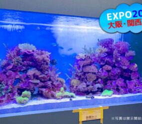 大阪・関西万博「モーリシャスパビリオン」様の1.6mサンゴ水槽・開始前の状態を解説サムネイル画像