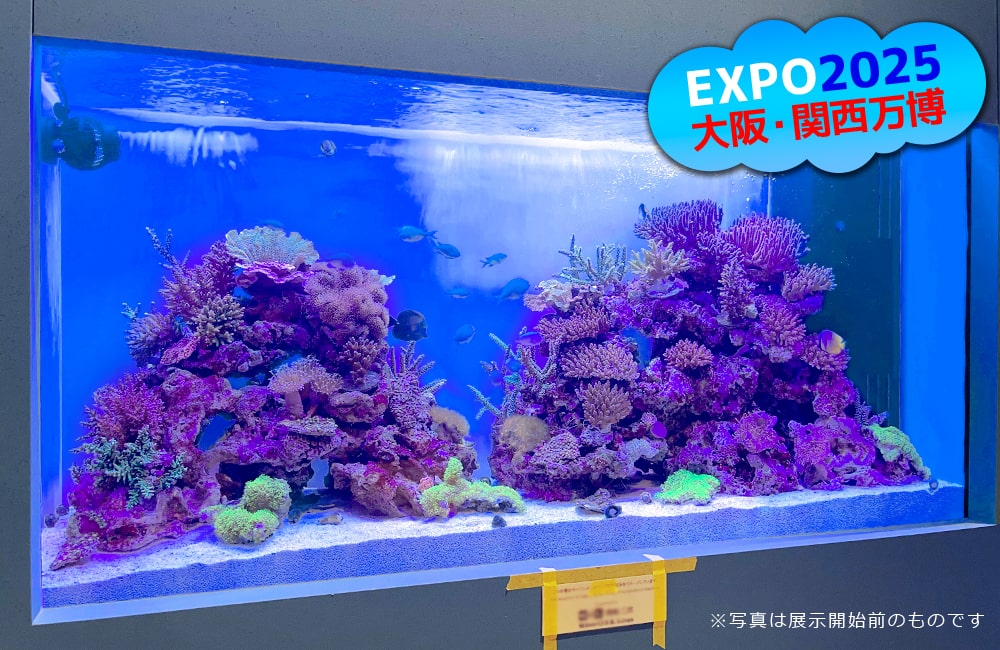 大阪・関西万博「モーリシャスパビリオン」様の1.6mサンゴ水槽・開始前の状態を解説