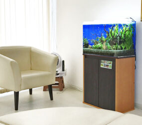 滋賀県蒲生郡　クリニック待合室のアクアリウム！60cm淡水魚水槽レンタル事例サムネイル画像