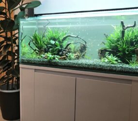 東大阪市　モデルルームの120cm淡水魚水槽！水槽レンタル事例サムネイル画像