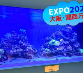 大阪・関西万博　モーリシャスパビリオン様の1.6mサンゴ水槽！展示後の様子サムネイル画像