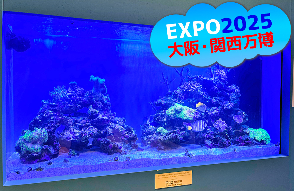 大阪・関西万博 モーリシャスパビリオン様の1.6mサンゴ水槽!展示後の様子