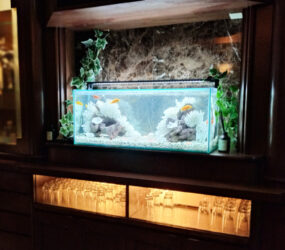 大阪市　きららシャンテ様の90cmシクリッド水槽！水槽レンタル事例｜その後の様子サムネイル画像