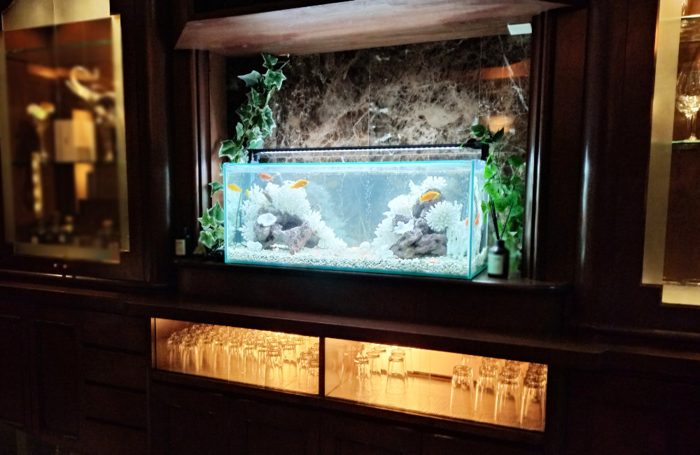 大阪市　きららシャンテ様の90cmシクリッド水槽！水槽レンタル事例｜その後の様子