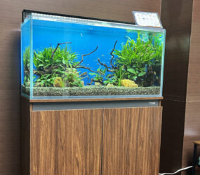 大阪市　株式会社フォトクラフト社様に90cm淡水魚水槽を設置！水槽レンタル事例サムネイル画像