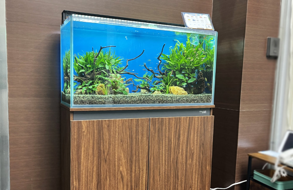 大阪市　株式会社フォトクラフト社様に90cm淡水魚水槽を設置！水槽レンタル事例