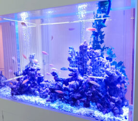 大阪市・個人宅様　148cm大型シクリッド水槽・その後の様子｜販売・定期メンテナンス事例サムネイル画像