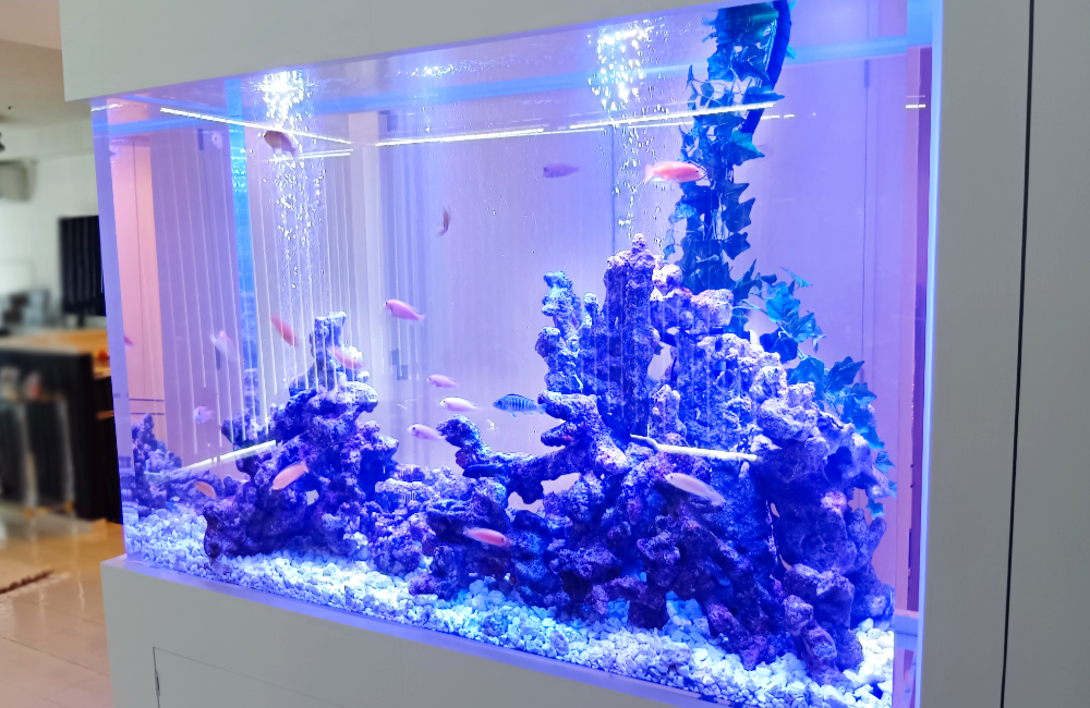 大阪市・個人宅様　148cm大型シクリッド水槽・その後の様子｜販売・定期メンテナンス事例