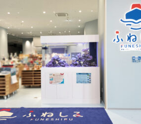 大阪市　商船三井ミュージアム「ふねしる」様に移設した1.6mサンゴ水槽！その後の様子サムネイル画像